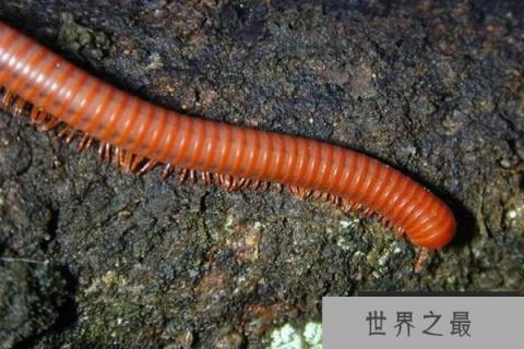 蜈蚣有多少只脚，什么蜈蚣的腿最多