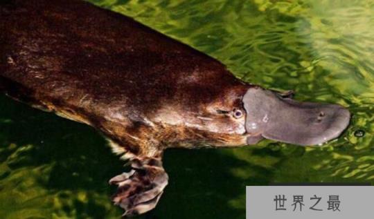 鸭嘴兽有没有毒，鸭嘴兽会不会毒死人