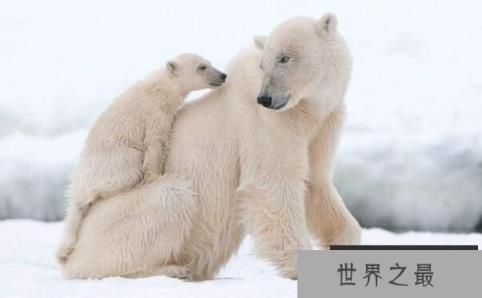 北极熊能在陆地上生活吗，北极熊适合陆地生存么