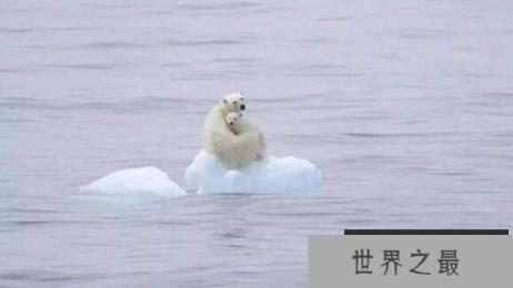 北极熊能在陆地上生活吗，北极熊适合陆地生存么
