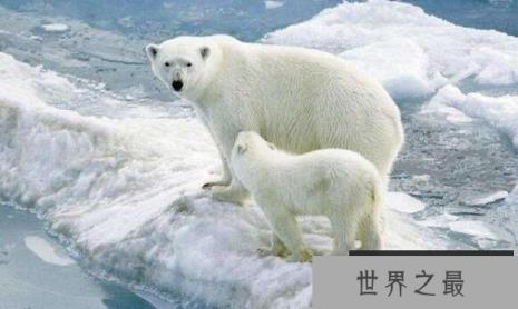 北极熊能在陆地上生活吗，北极熊适合陆地生存么