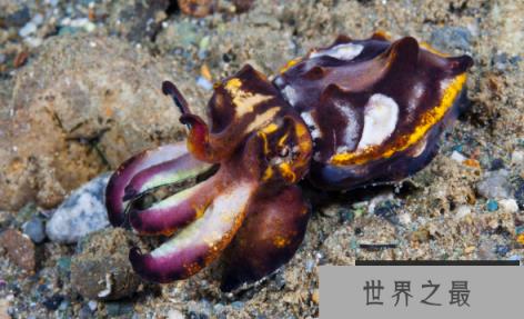 剧毒乌贼火焰乌贼，世界上唯一有毒性的乌贼(外形酷似火焰)