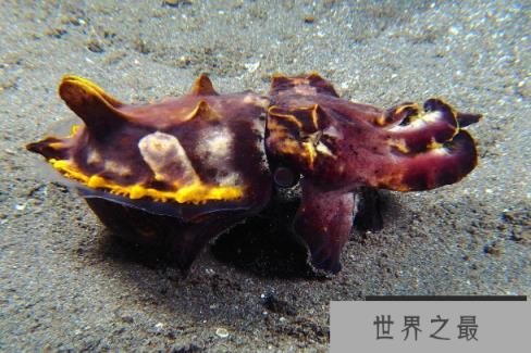 剧毒乌贼火焰乌贼，世界上唯一有毒性的乌贼(外形酷似火焰)