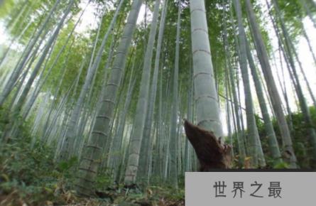 世界上生长最快的植物：毛竹，一昼夜能长高1米(图1)