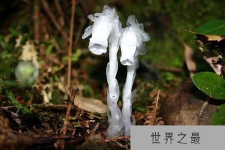 陕西惊现“冥界之花”水晶兰 传说可起死回生