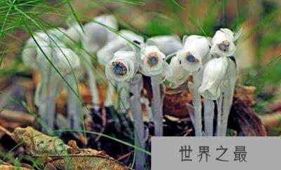 陕西惊现“冥界之花”水晶兰 传说可起死回生