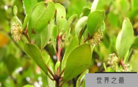 奇怪的胎生植物:红树,在母树上生长发育(3)