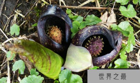 神奇的温血植物,花朵四季温度恒定不变(2)