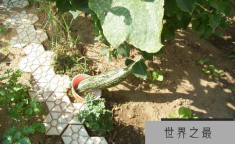 神奇的温血植物,花朵四季温度恒定不变(3)