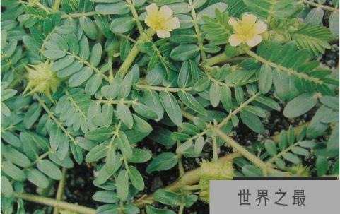 神奇的温血植物,花朵四季温度恒定不变(4)