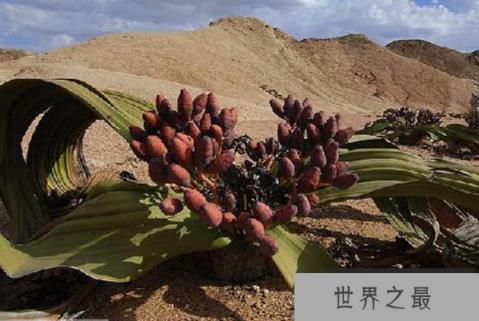 长相古怪的百岁叶，靠两片叶子活百年(1)