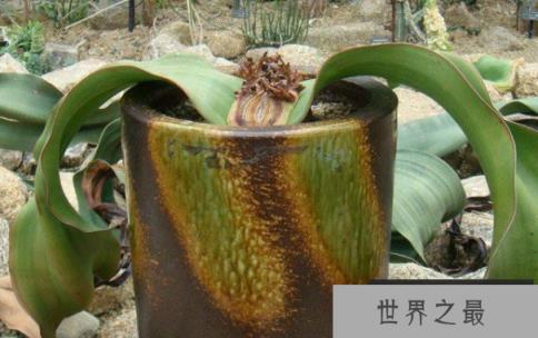 长相古怪的百岁叶，靠两片叶子活百年(2)