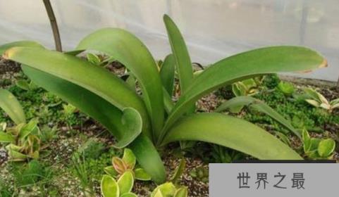 长相古怪的百岁叶，靠两片叶子活百年(3)