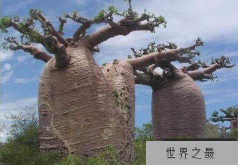 外形奇特的巴西纺锤树，沙海中的绿色水塔(2)