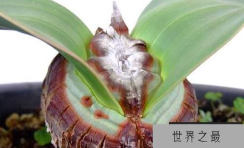 长相古怪的百岁叶，靠两片叶子活百年(4)