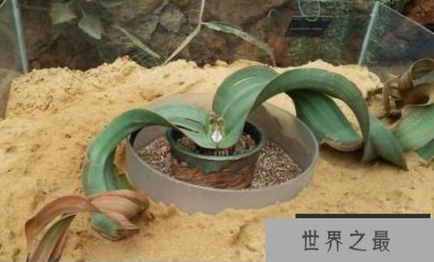 长相古怪的百岁叶，靠两片叶子活百年(5)