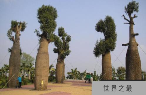 外形奇特的巴西纺锤树，沙海中的绿色水塔(1)