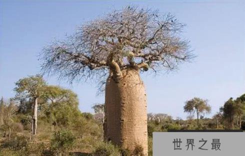 外形奇特的巴西纺锤树，沙海中的绿色水塔(3)