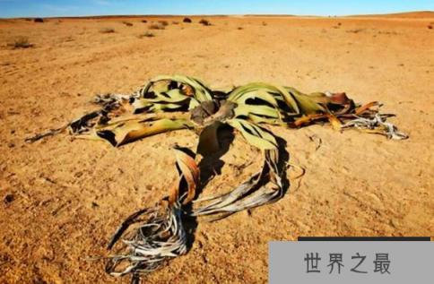 世界上最耐旱的植物千岁兰，5年不下雨照样能活(1)