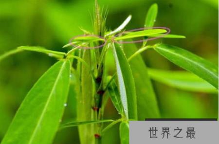植物界的“舞林高手”：跳舞草，叶子挥动像打旗语(3)