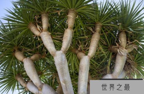 会流红色树液的树：龙血树，树脂呈血红色(2)