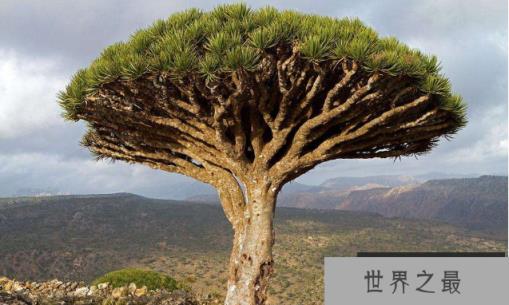 会流红色树液的树：龙血树，树脂呈血红色(3)