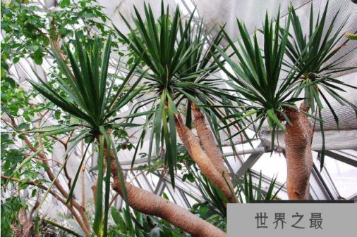 会流红色树液的树：龙血树，树脂呈血红色(4)