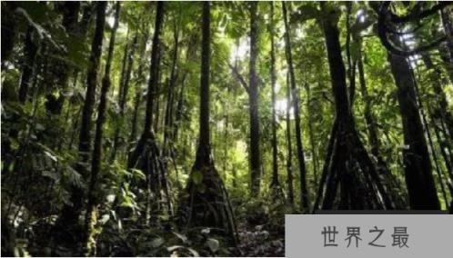 会走路的树：行走的棕榈树，跟随太阳而走的行走树(4)