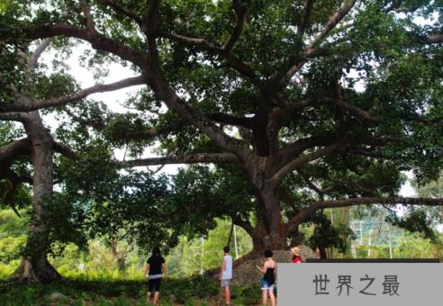 会走路的树：行走的棕榈树，跟随太阳而走的行走树(2)