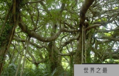 会走路的树：行走的棕榈树，跟随太阳而走的行走树(3)