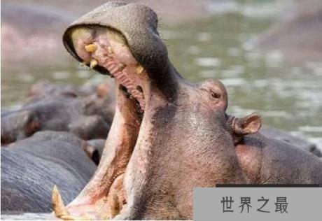 致命生物河马，一口就能咬死人(1)