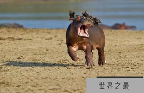 致命生物河马，一口就能咬死人(3)