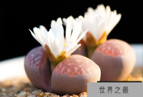 “生石花”与乱石为伴，只开一天就凋谢(1)