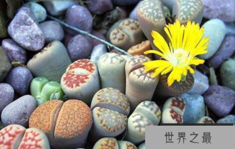 “生石花”与乱石为伴，只开一天就凋谢(2)