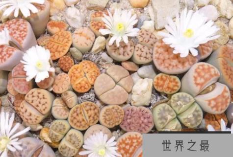 “生石花”与乱石为伴，只开一天就凋谢(3)