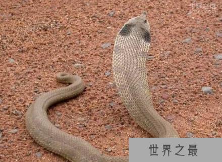 动物界奥斯卡得主猪鼻蛇，世界上最会装死的蛇