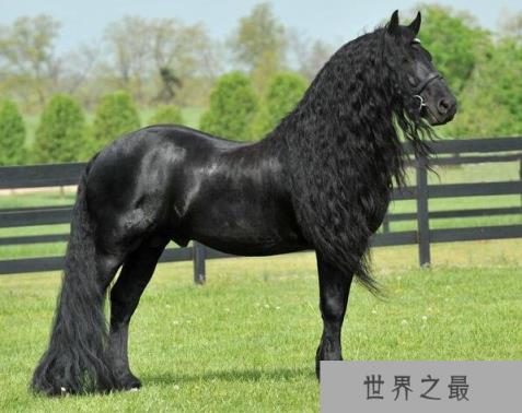 世界上最帅的马，腓特烈二世一头飘逸秀发(后宫母马1.25万)