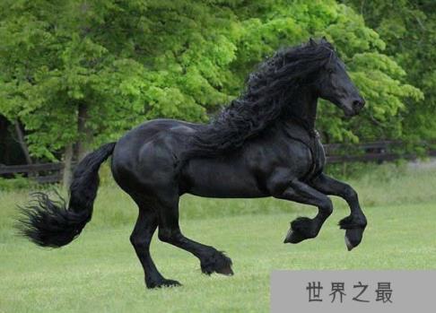 世界上最帅的马，腓特烈二世一头飘逸秀发(后宫母马1.25万)