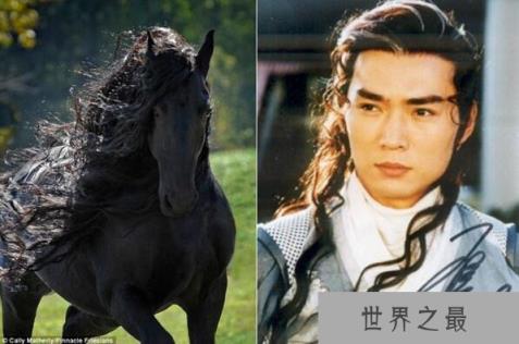 世界上最帅的马，腓特烈二世一头飘逸秀发(后宫母马1.25万)
