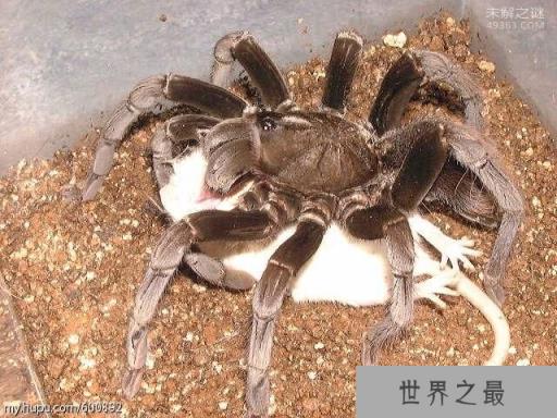 世界上最大的蜘蛛，蜢蜘一顿饭要吃一只鸡
