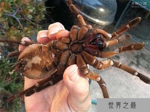 世界上最大的蜘蛛，蜢蜘一顿饭要吃一只鸡