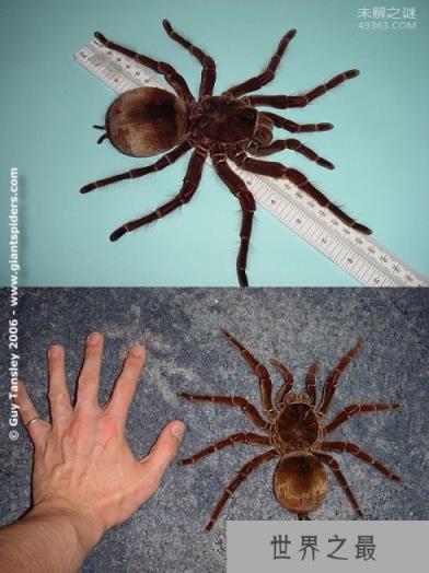 世界上最大的蜘蛛，蜢蜘一顿饭要吃一只鸡