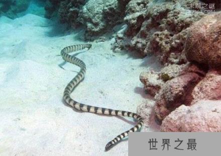 海洋第二毒王艾基特林海蛇，没有这种海蛇的抗毒血清