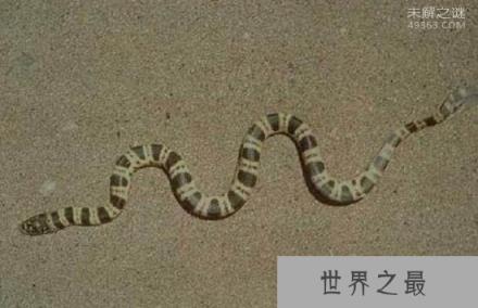 海洋第二毒王艾基特林海蛇，没有这种海蛇的抗毒血清