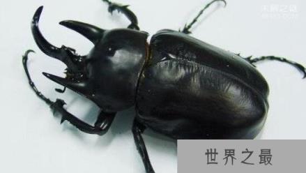 亚克提恩大兜虫，世界上最重的大兜虫(历时三年成功羽化)