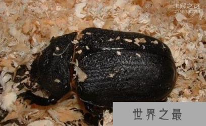 亚克提恩大兜虫，世界上最重的大兜虫(历时三年成功羽化)