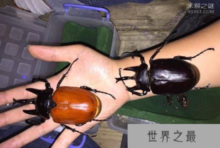 亚克提恩大兜虫，世界上最重的大兜虫(历时三年成功羽化)