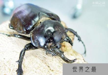 亚克提恩大兜虫，世界上最重的大兜虫(历时三年成功羽化)