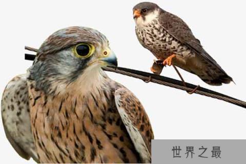 世界上最危险的10种鸟:隼
