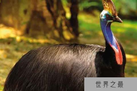 世界上最危险的10种鸟:鹤鸵